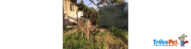 Cane Corso - Foto n. 3