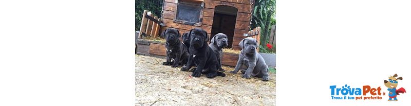 Cane Corso - Foto n. 4