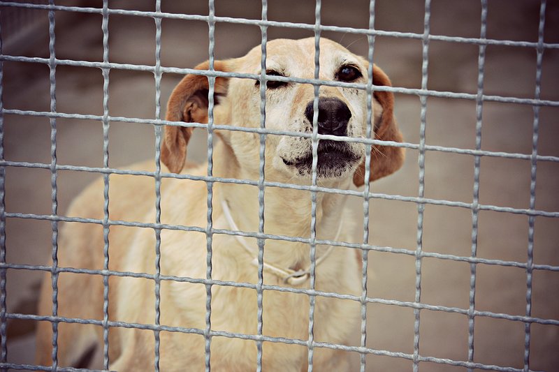 Roky Meticcio Labrador - Foto n. 2