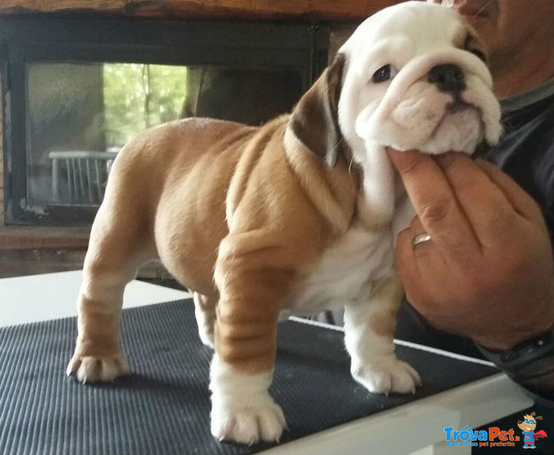 Cuccioli Bulldog Inglese - Foto n. 1