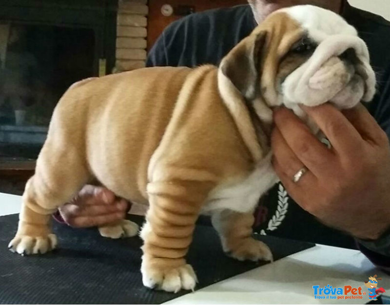 Cuccioli Bulldog Inglese - Foto n. 3