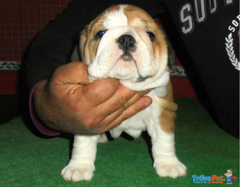 Cuccioli Bulldog Inglese - Foto n. 4