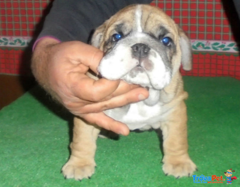 Cuccioli Bulldog Inglese - Foto n. 5