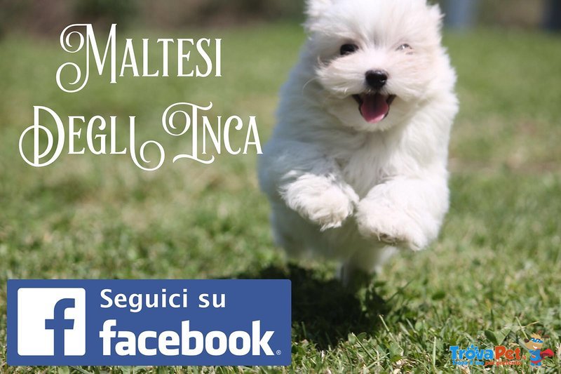 Cuccioli Maltese con Importante Pedigree Enci - Foto n. 1