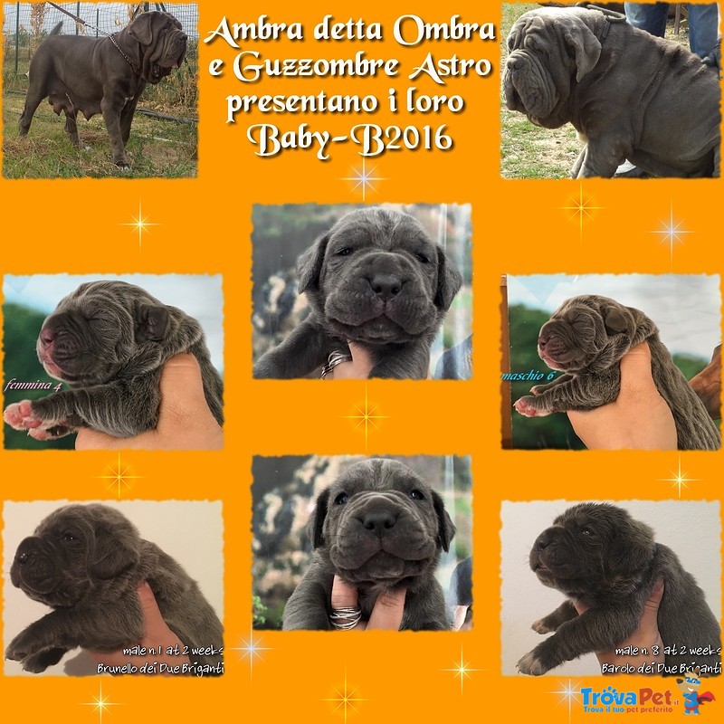 Mastino Napoletano Cuccioli - Foto n. 1