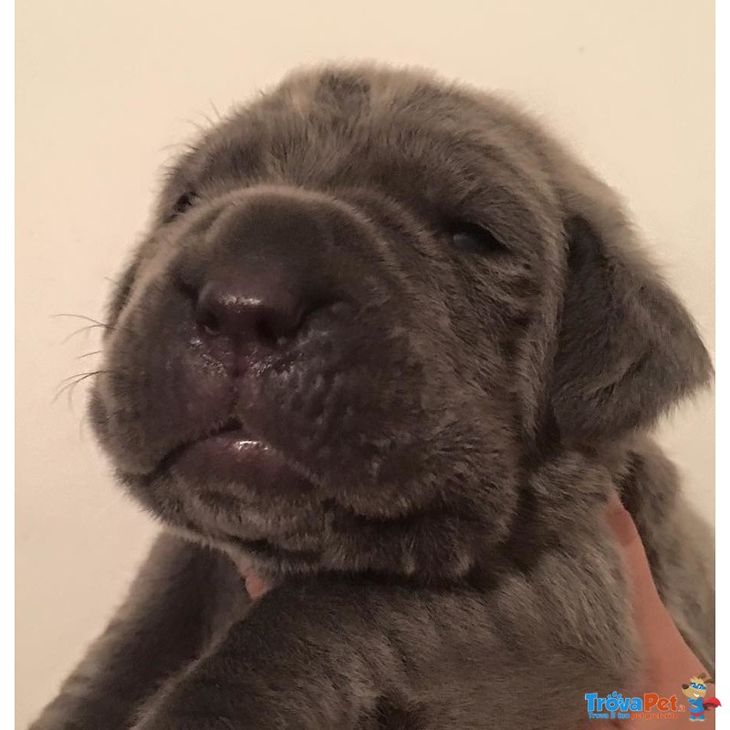 Mastino Napoletano Cuccioli - Foto n. 2