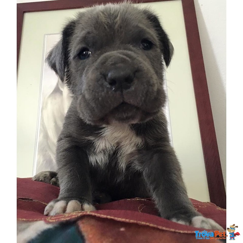 Mastino Napoletano Cuccioli - Foto n. 3