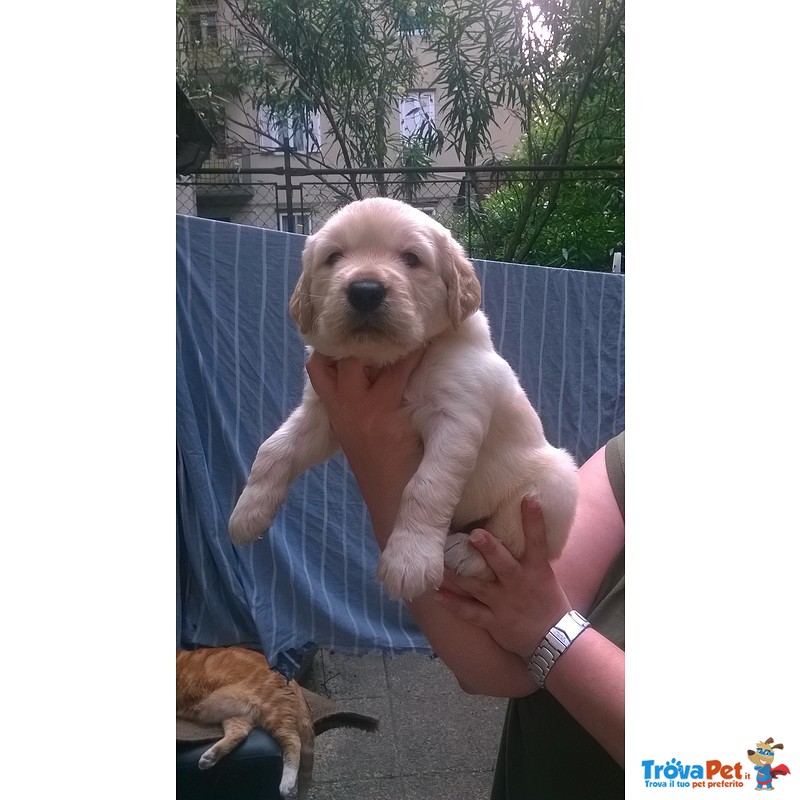 Stupendi Cuccioli Golden Retriever - Foto n. 3