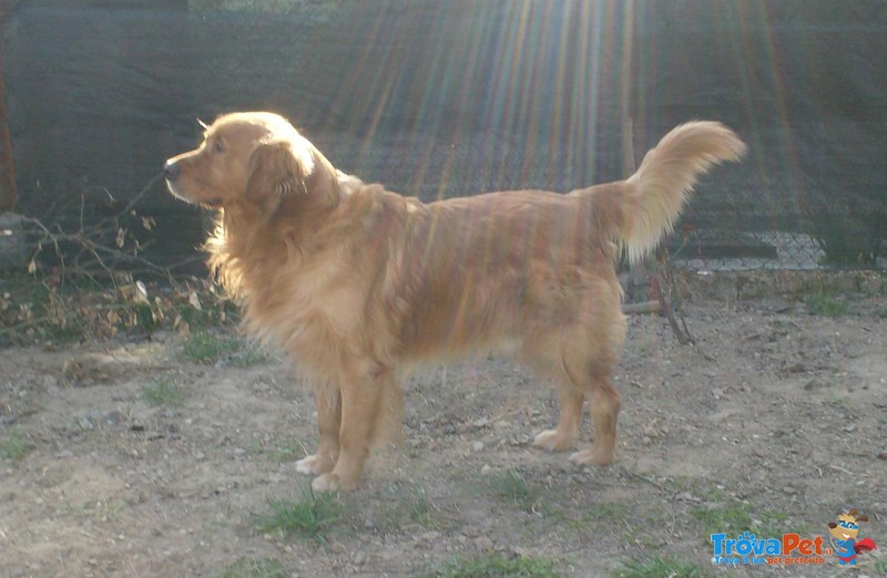 Stupendi Cuccioli Golden Retriever - Foto n. 4