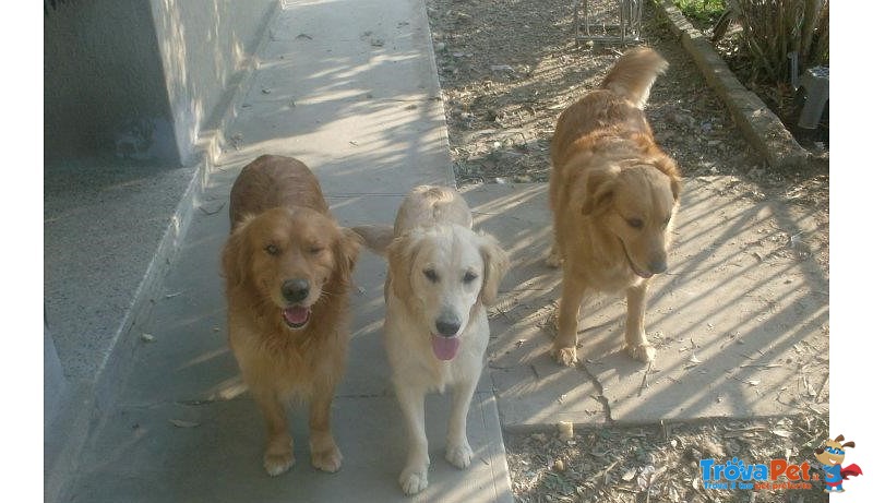 Stupendi Cuccioli Golden Retriever - Foto n. 6