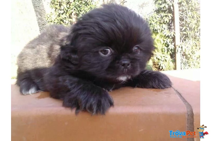 Cuccioli di Pechinese Imperiale Consegna in Tutta Italia - Foto n. 3