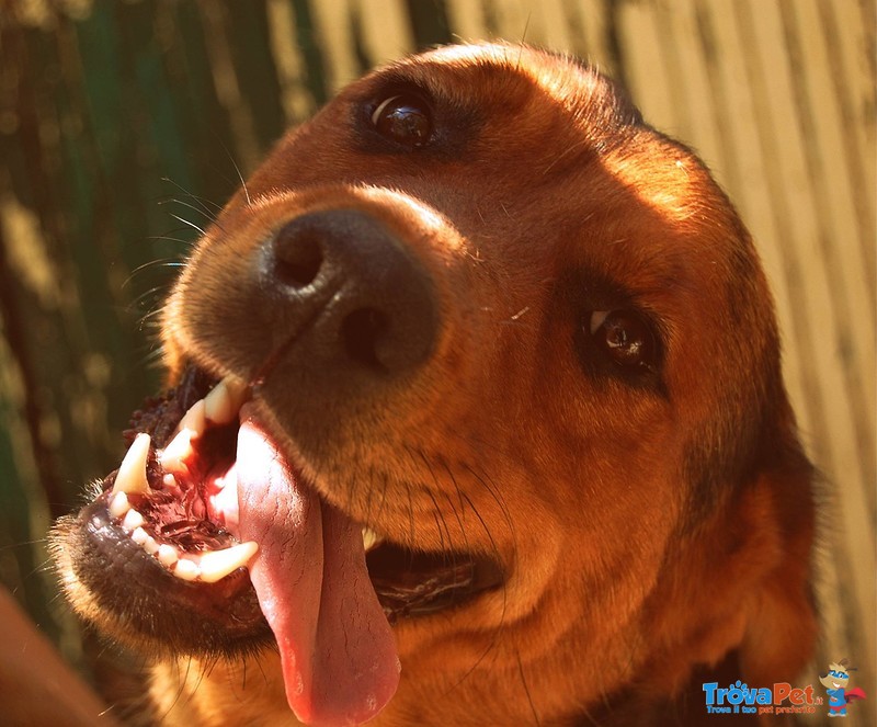 Wilma, Incrocio Rottweiler Dolcissima Cerca Casa - Foto n. 2