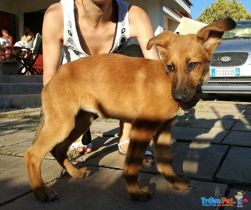 Frida,circa 3 Mesi. Futura Taglia Media (20-25kg). - Foto n. 5