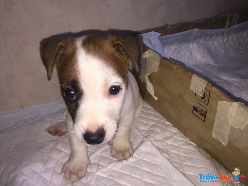 Jack Russell Terrier Zampa Corta e pelo Corto - Foto n. 2