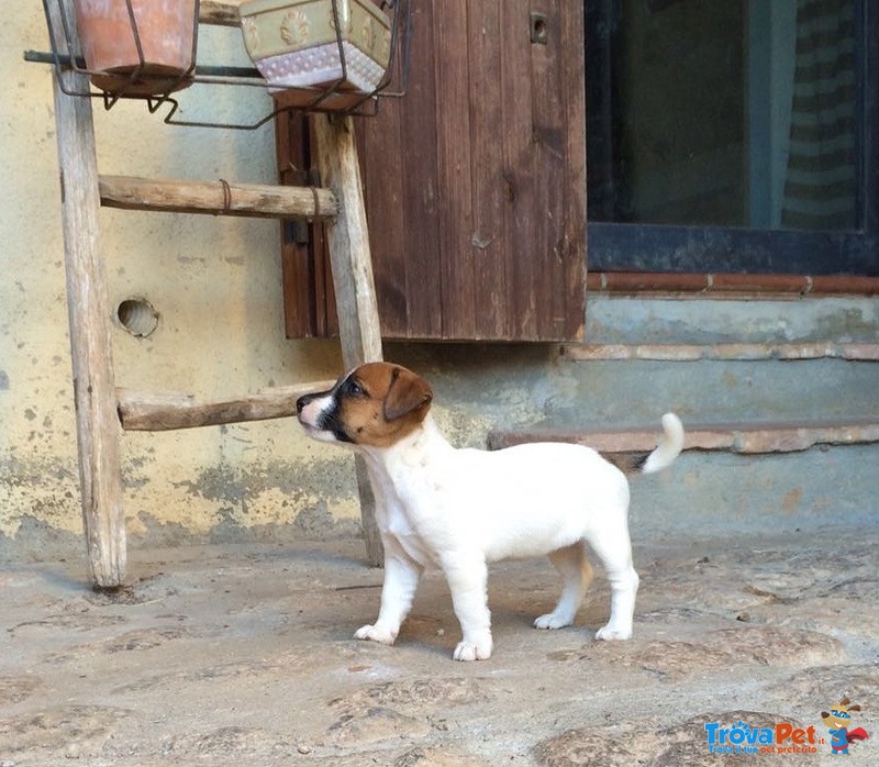 Cuccioli di jack Russell - Foto n. 4