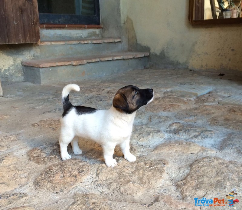 Cuccioli di jack Russell - Foto n. 1