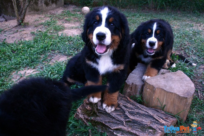 Cuccioli di Bovaro del Bernese - Foto n. 1