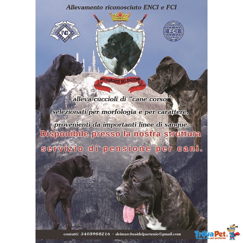 Cuccioli di cane Corso (allevamento Riconosciuto enci ed Fci) - Foto n. 1