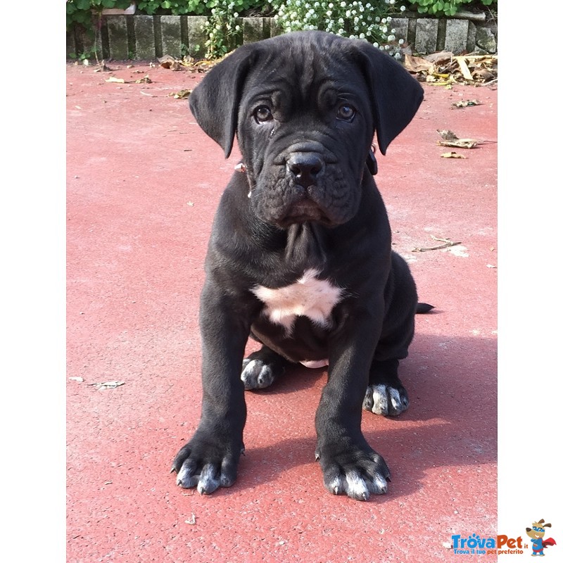 Cuccioli di cane Corso (allevamento Riconosciuto enci ed Fci) - Foto n. 5