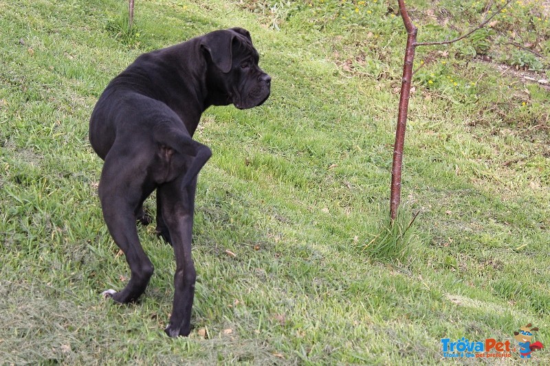 Cuccioli di cane Corso (allevamento Riconosciuto enci ed Fci) - Foto n. 6