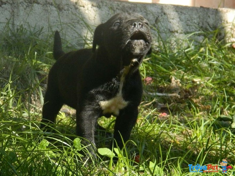 Cuccioli di cane Corso (allevamento Riconosciuto enci ed Fci) - Foto n. 9