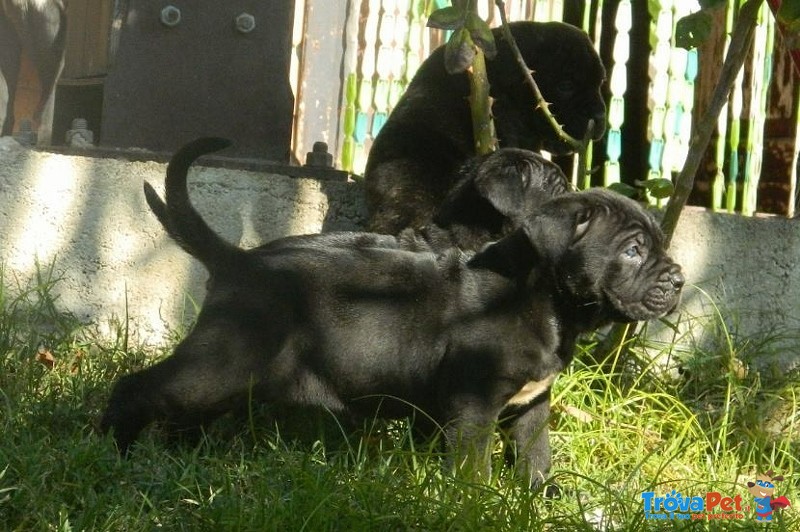 Cuccioli di cane Corso (allevamento Riconosciuto enci ed Fci) - Foto n. 10