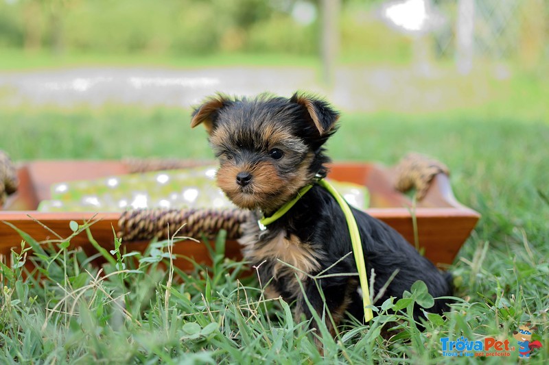 Cuccioli di Yorkshire - Foto n. 1