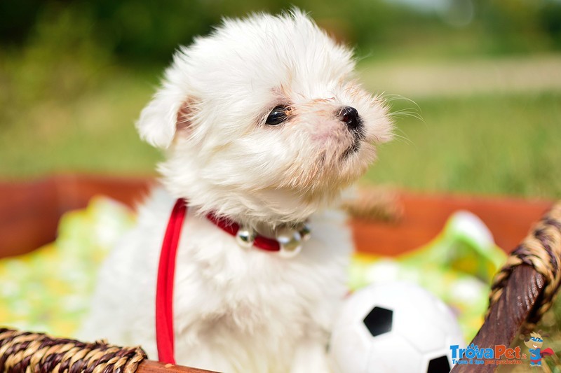 Cuccioli di Maltese - Foto n. 1