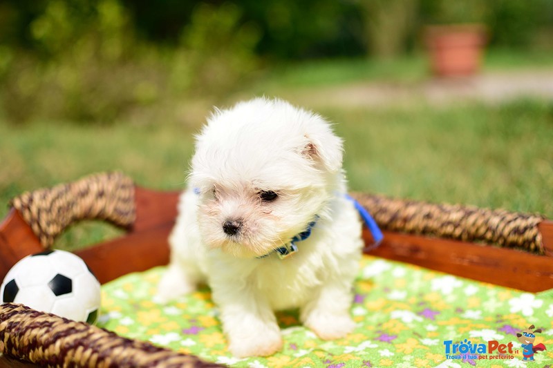 Cuccioli di Maltese - Foto n. 3