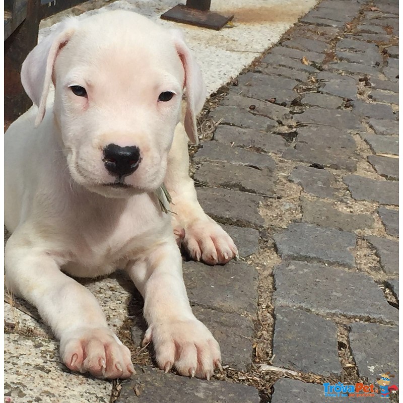 Vendo Cuccioli dogo Argentino - Foto n. 2