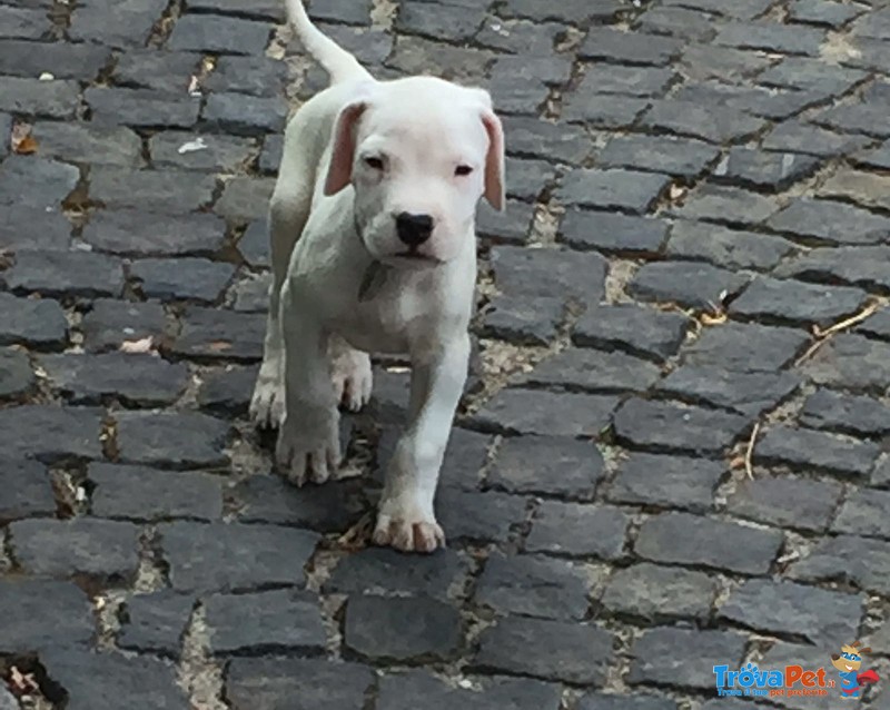 Vendo Cuccioli dogo Argentino - Foto n. 1