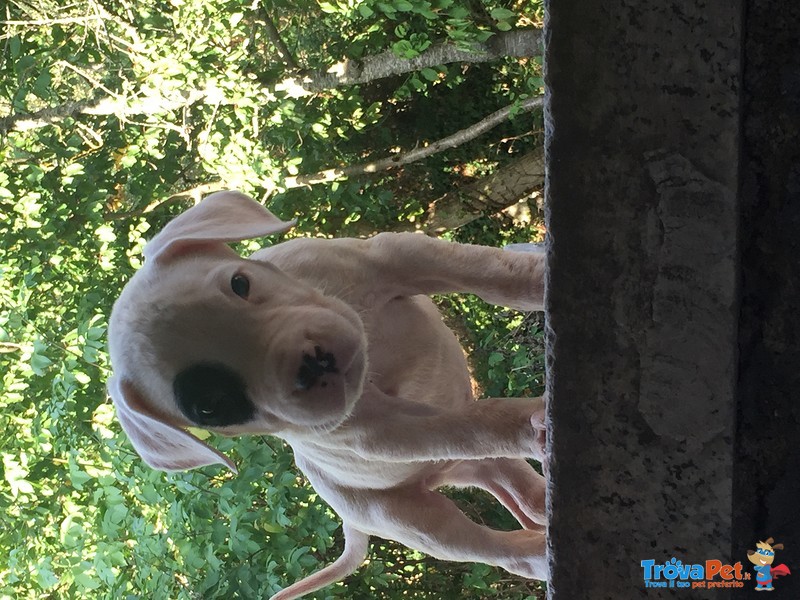 Vendo Cuccioli dogo Argentino - Foto n. 3