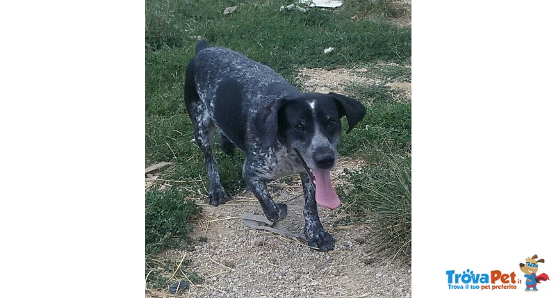 Oscar, mix Breton/pointer Cerca Casa - Foto n. 6