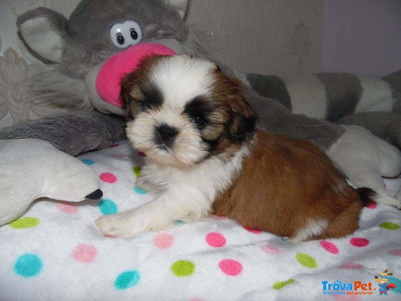 Meravigliosi Cuccioli di shih Tzu - Foto n. 2