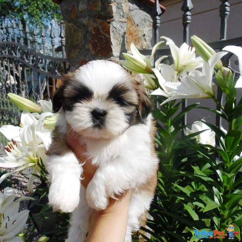 Meravigliosi Cuccioli di shih Tzu - Foto n. 3