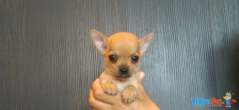Chihuahua Toy - Foto n. 2