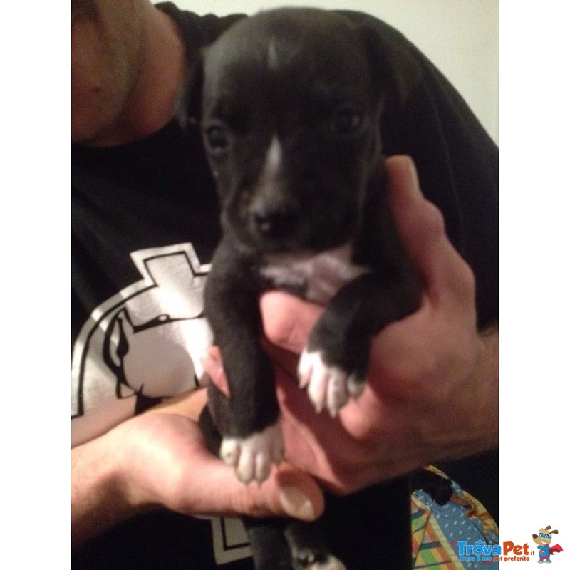 Cuccioli Amstaff - American Staffordshire Terrier - Foto n. 2