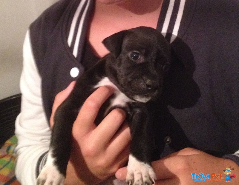 Cuccioli Amstaff - American Staffordshire Terrier - Foto n. 6