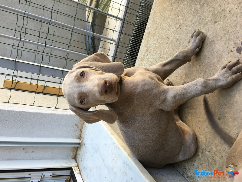 Cuccioli Weimaraner - Foto n. 2