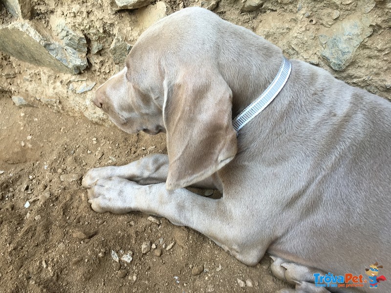 Cuccioli Weimaraner - Foto n. 3