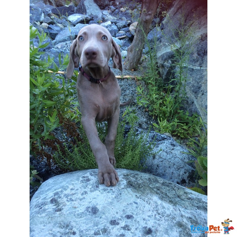 Cuccioli Weimaraner - Foto n. 1