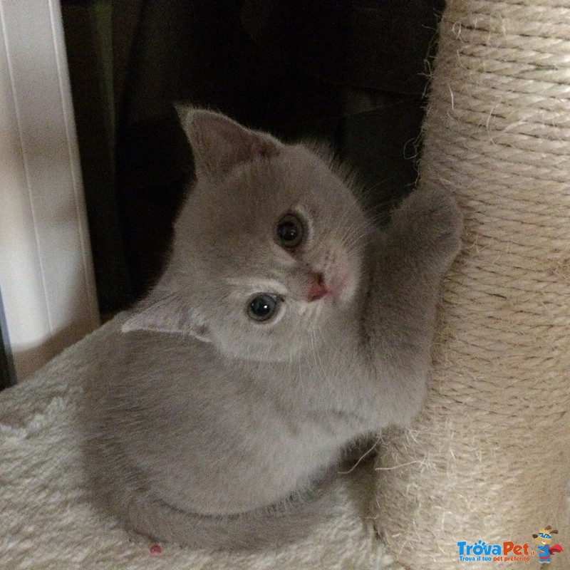 Gattini British Shorthair - Foto n. 4