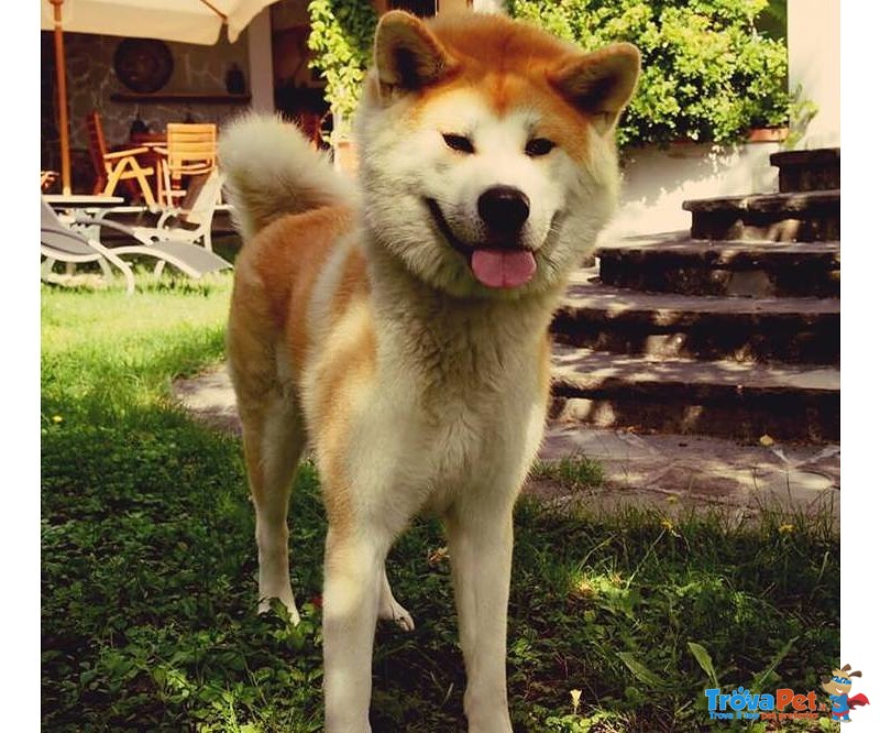 Disponibili Cuccioli di Akita Inu - Foto n. 1