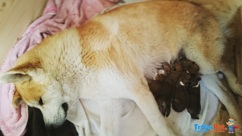 Disponibili Cuccioli di Akita Inu - Foto n. 3