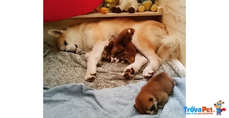 Disponibili Cuccioli di Akita Inu - Foto n. 5