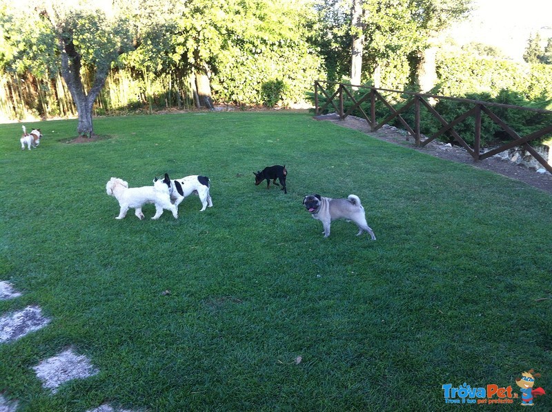 Pensione in Villa per Cani - Foto n. 3