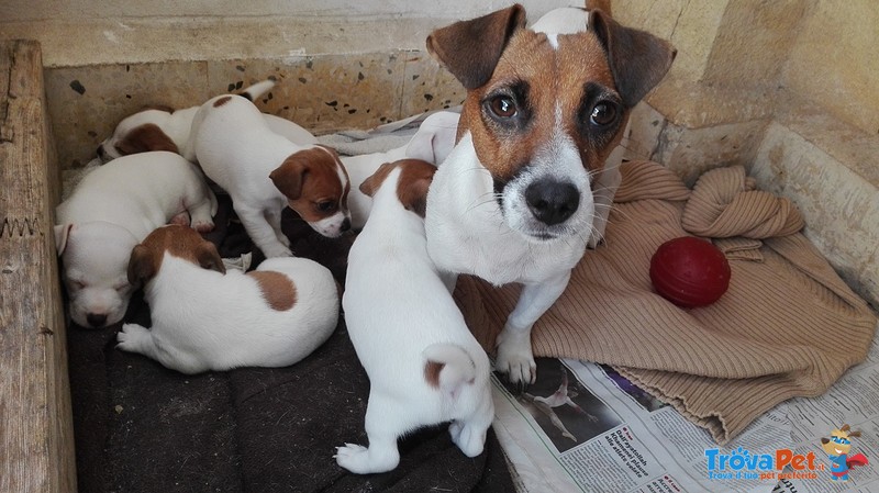 Cuccioli di jack Russel Terrier a Zampa Corta - Foto n. 3