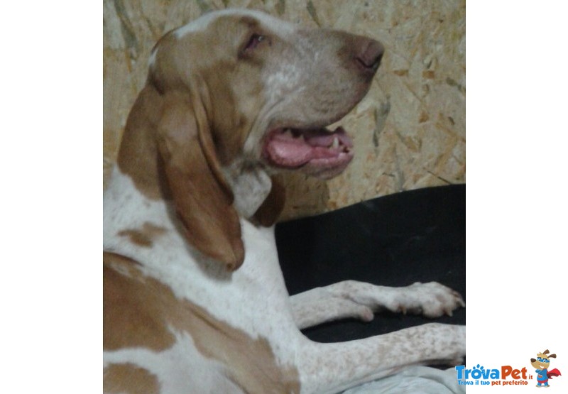 Cuccioli di Bracco Italiano - Foto n. 2