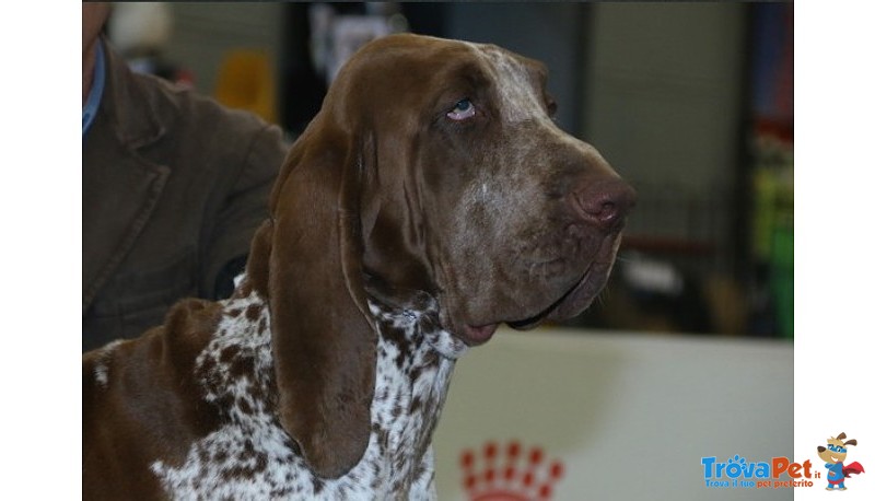 Cuccioli di Bracco Italiano - Foto n. 4