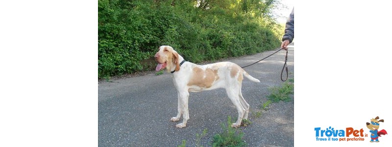 Cuccioli di Bracco Italiano - Foto n. 5